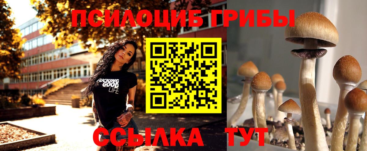 Галлюциногенные грибы Psilocybe Нижний Новгород